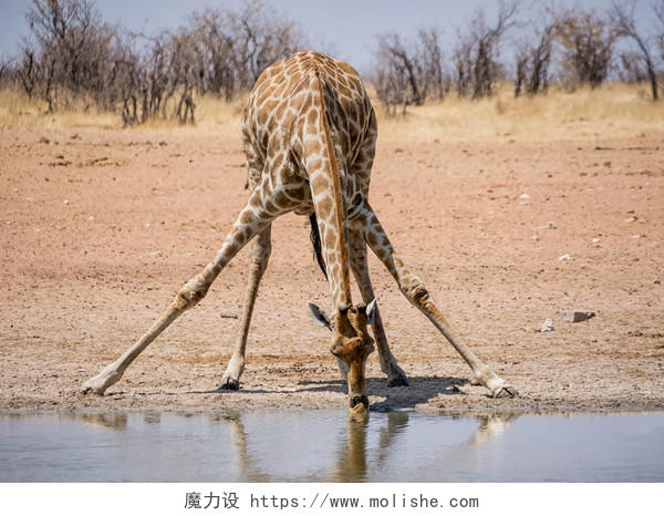 长颈鹿在纳米比亚稀树草原的一个水坑里喝水